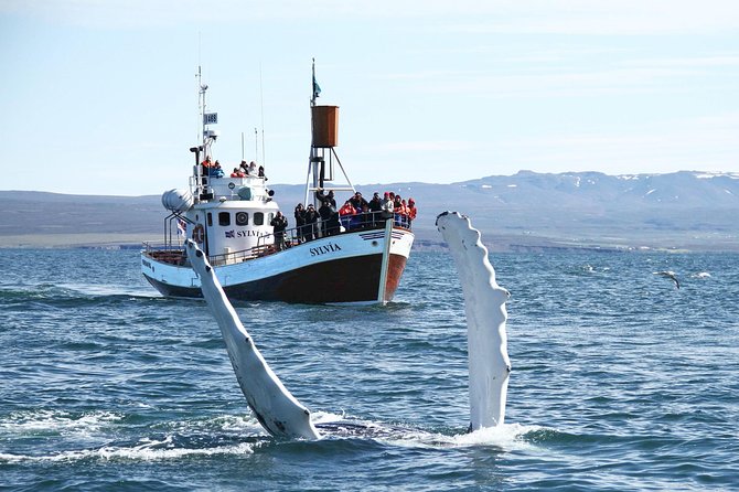 Traditional Whale Watching from Húsavík by Local Family Company - Is $102.58 a fair price?