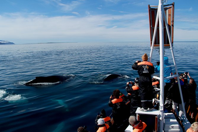 Traditional Whale Watching from Húsavík by Local Family Company - The most important risk: no whale guarantee