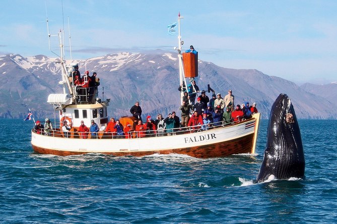 Traditional Whale Watching from Húsavík by Local Family Company - At the ticket center, allow 40 minutes