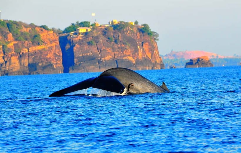 Trincomalee: Dolphin & Whale Watching Boat Tour - Setting off from Nilaveli before sunrise