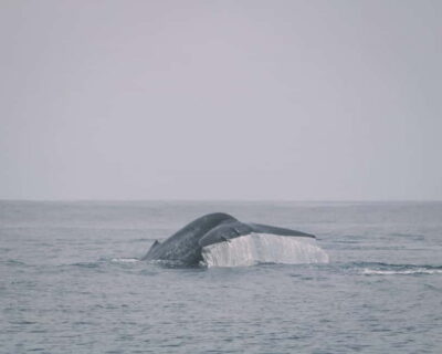 Trincomalee: Dolphin & Whale Watching Boat Tour