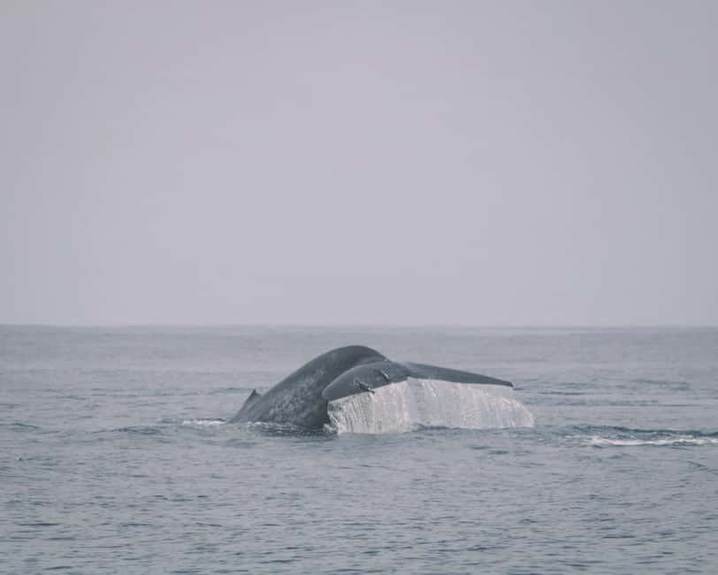 Trincomalee: Dolphin & Whale Watching Boat Tour - The ride out into Trincomalee’s open water