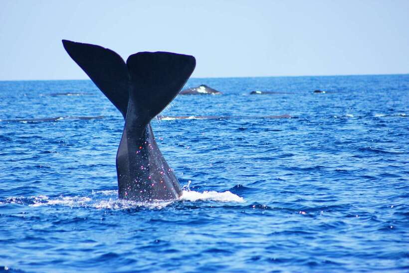 Trincomalee: Whale & Dolphin Safari Tour with Expert Guides - Key things to know before booking
