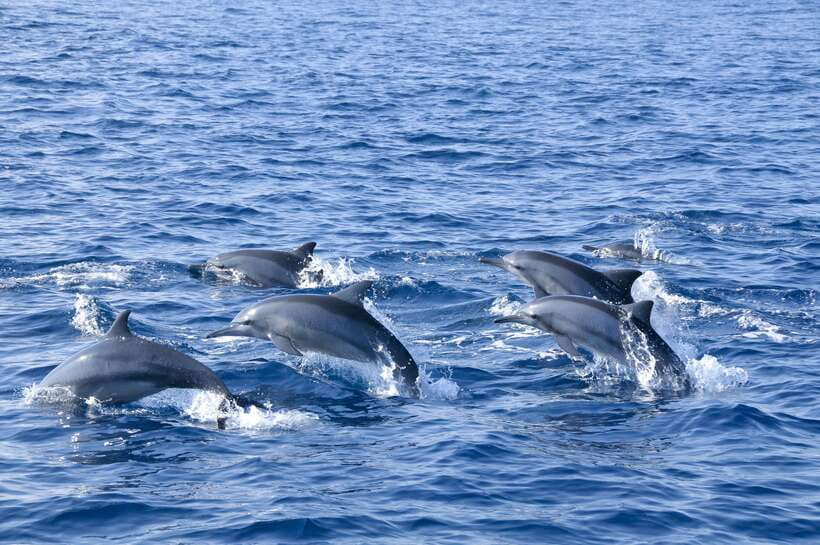 Trincomalee: Whale & Dolphin Safari Tour with Expert Guides - Waiting for blue, fin, and sperm whales