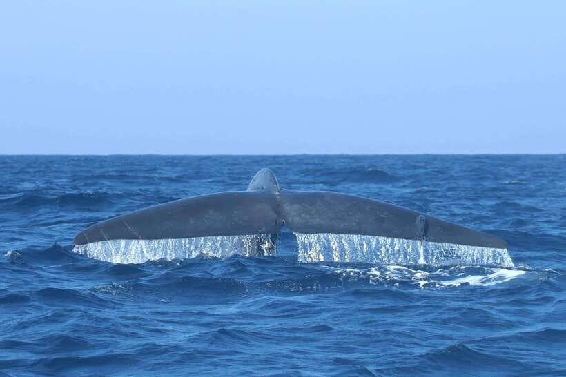 Trincomalee: Whale & Dolphin Safari Tour with Expert Guides - Returning past the Hindu temple