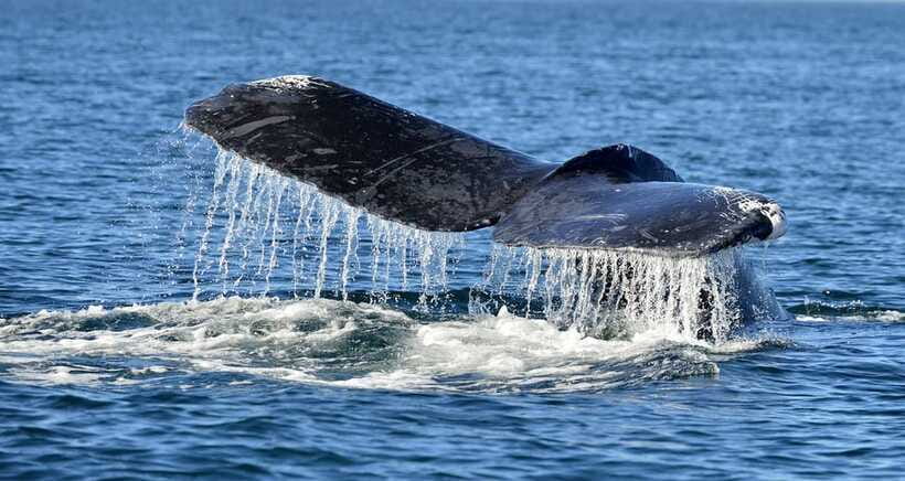 Trincomalee: Whale & Dolphin Safari Tour with Expert Guides - What the $71 price really buys