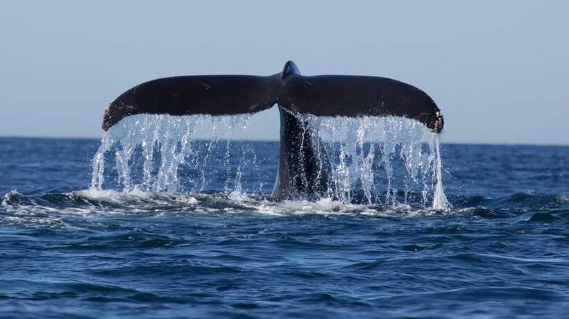 Trincomalee: Whale & Dolphin Safari Tour with Expert Guides - Who will enjoy this safari most
