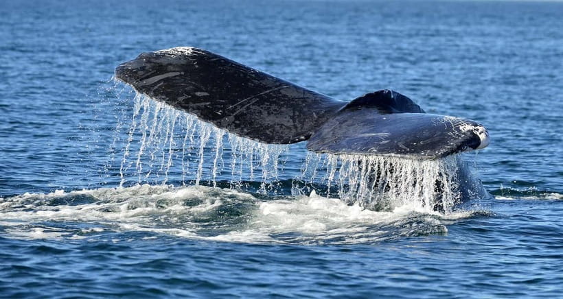 Trincomalee: Whale & Dolphin Safari Tour with Expert Guides - Searching for dolphins in the open sea