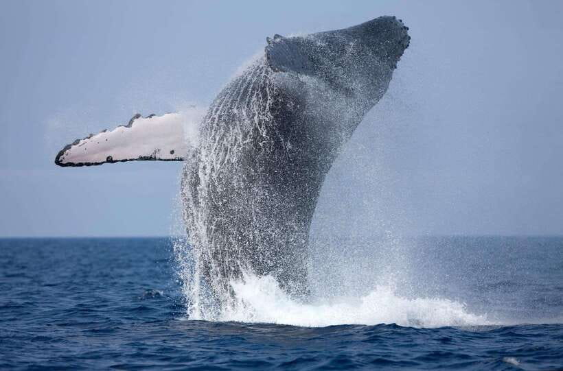 Trincomalee : Whale & dolphin watching +pigeon island tour - Pigeon Island brings a calmer second act