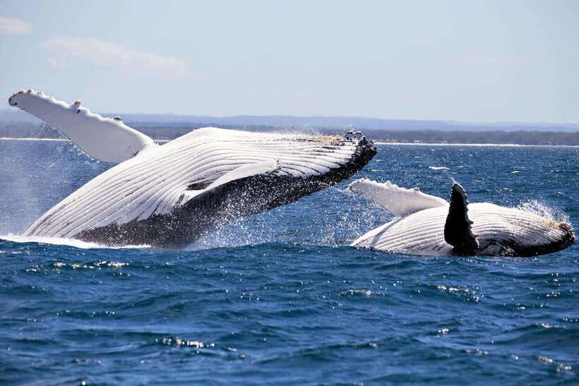 Trincomalee : Whale & dolphin watching +pigeon island tour - The coastline views are part of the trip