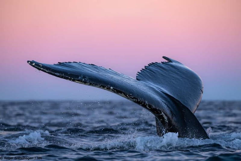 Tromsø: 24hr Northern Lights & Whale Watching Cruise - Boarding at Tromsø Harbour at 19:00