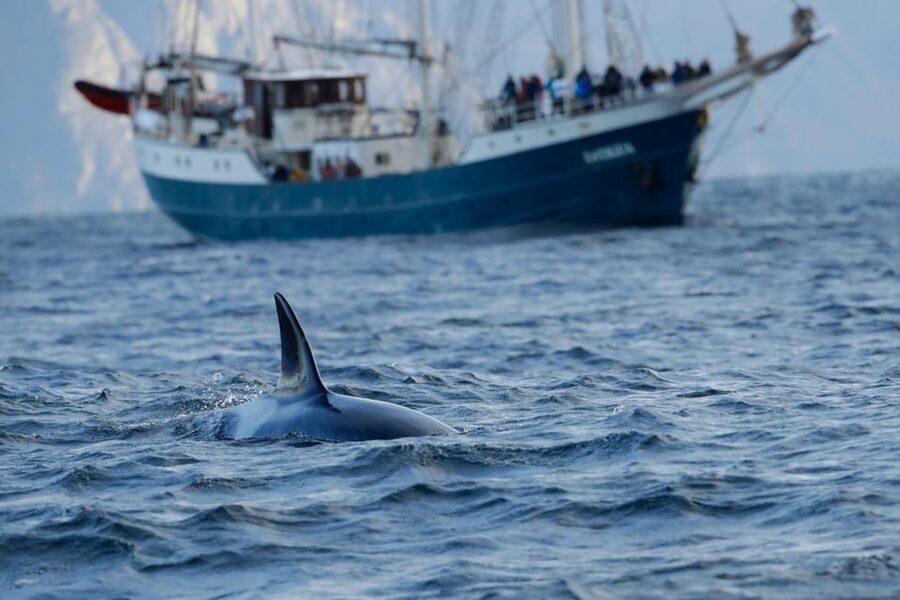 Tromsø: Orca and Whale Watching comfort heated boat Trip - Key points at a glance
