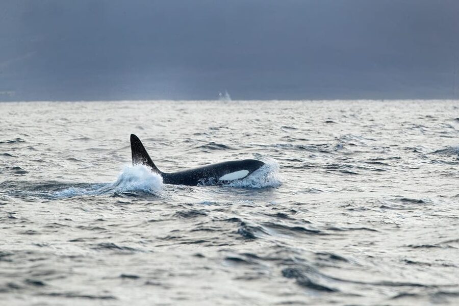 Tromsø: Orca and Whale Watching comfort heated boat Trip - Why this Skjervøy whale trip is different
