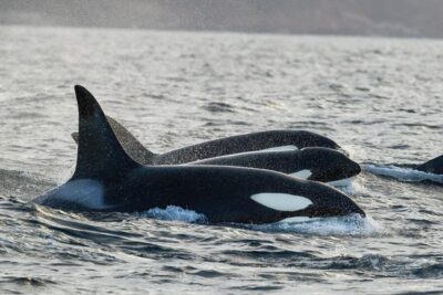 Tromsø: Orca and Whale Watching comfort heated boat Trip