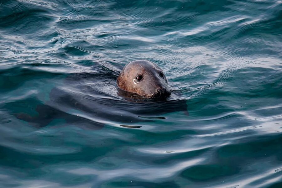 Tromsø: Orca and Whale Watching comfort heated boat Trip - Three hours with orcas and humpback whales