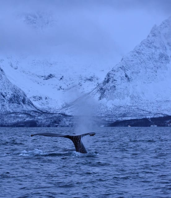 Tromsø: Orca and Whale Watching comfort heated boat Trip - What the long schedule means for value
