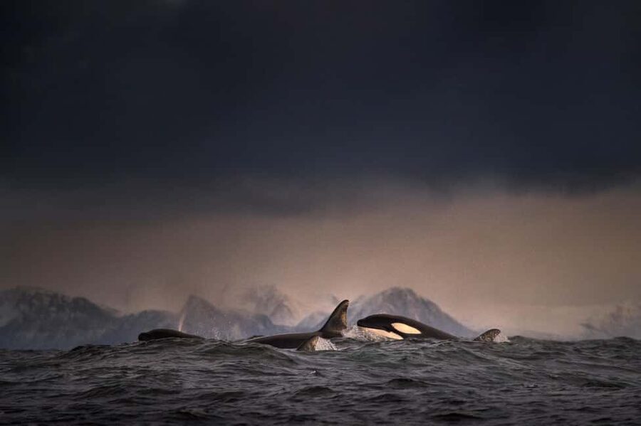 Tromsø: Responsible Whale Watching Cruise Aboard MS Alba - Should you book MS Alba?