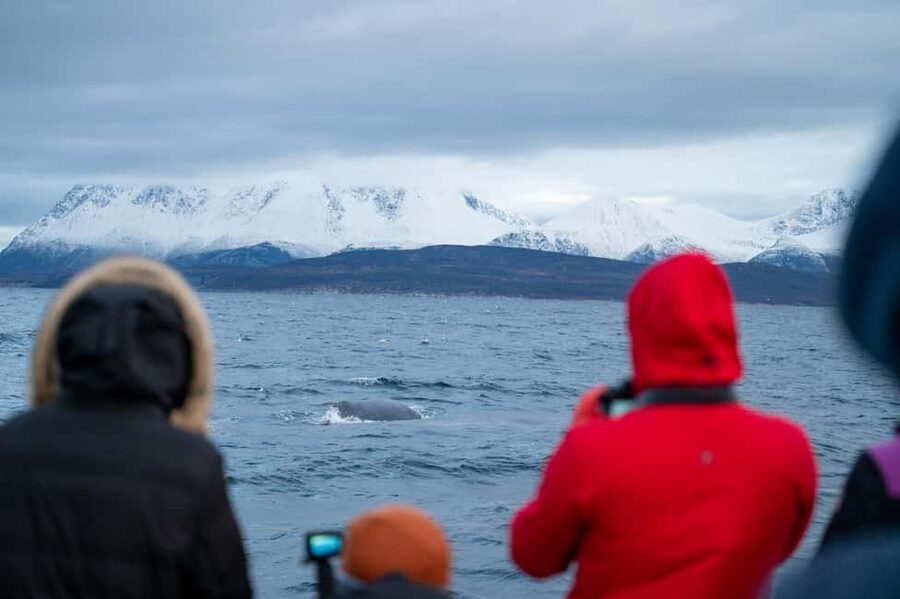 Tromsø: Responsible Whale Watching Cruise Aboard MS Alba - Who will enjoy this Tromsø whale safari?