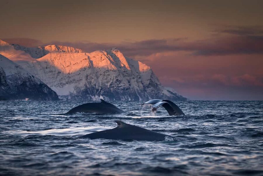 Tromsø: Responsible Whale Watching Cruise Aboard MS Alba - The first 2 hours and 45 minutes across Tromsø’s fjords