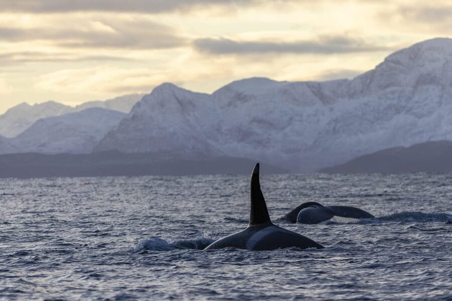 Tromsø Whale Safari with MS Gabriele - Why MS Gabriele is a good platform