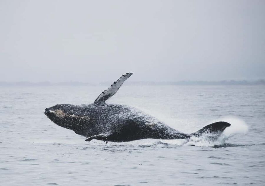 Tromsø Whale Safari with MS Gabriele - The February question