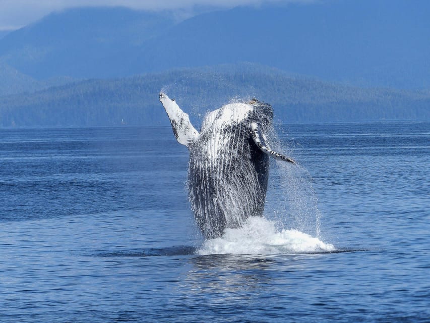 Tromsø Whale Safari with MS Gabriele - Is $207 a fair price?