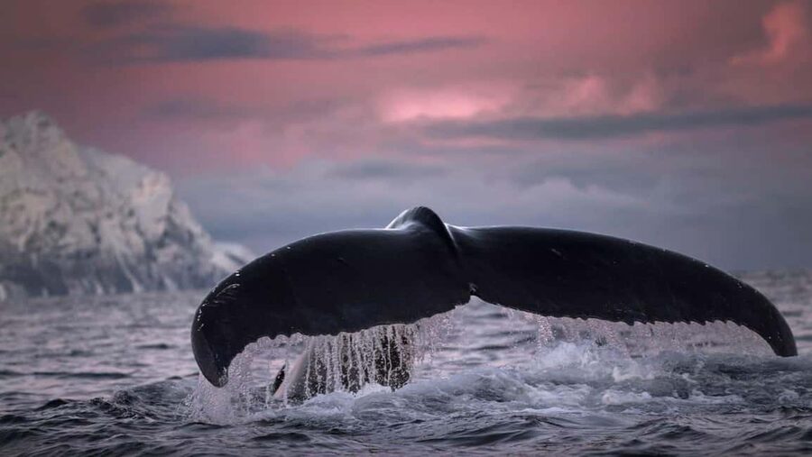 Tromsø Whale Safari with MS Gabriele - How to prepare for the six to eight hours