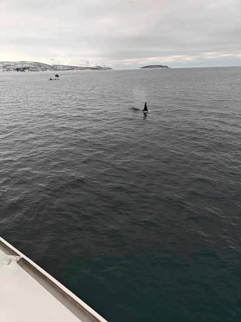 Tromsø Whale Safari with MS Keiser Wilhelm - My verdict on the Tromsø whale safari