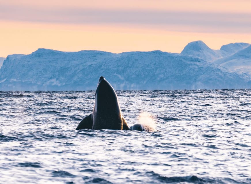 Tromsø Whale Safari with MS Keiser Wilhelm - What happens if the weather turns bad