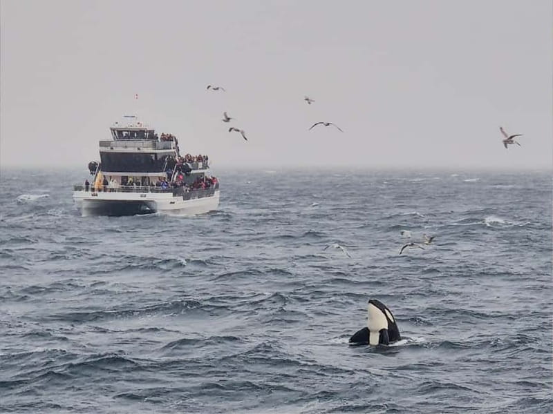 Tromsø: Whale Watching on hybrid boat with scenic bustrip - Key points to know before you go