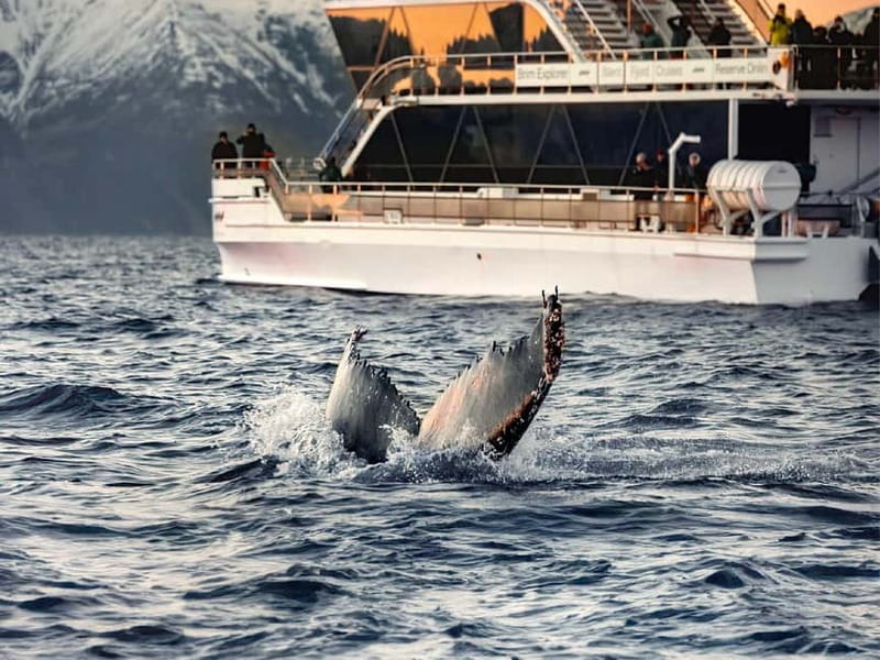 Tromsø: Whale Watching on hybrid boat with scenic bustrip - Arctic weather, cold decks, and seasickness