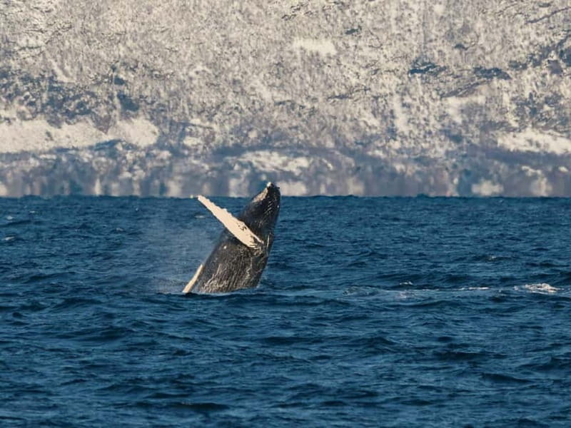 Tromsø: Whale Watching on hybrid boat with scenic bustrip - My verdict on Brim Explorer’s Skjervøy whale watching