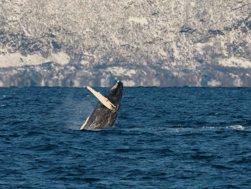 Tromsø: Whale Watching Tour by Hybrid-Electric Boat - Key things to know before you sail