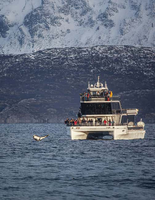 Tromsø: Whale Watching Tour by Hybrid-Electric Boat - Meeting the boat beside Skarven Kro