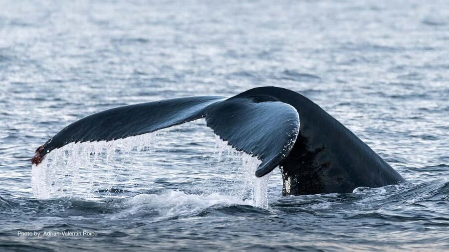 Tromsø: Whale Watching Tour by Hybrid-Electric Boat - Why the hybrid-electric boat matters