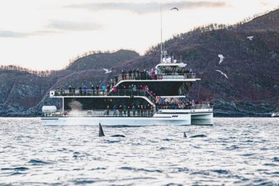 Tromsø: Whale Watching Tour by Hybrid-Electric Boat