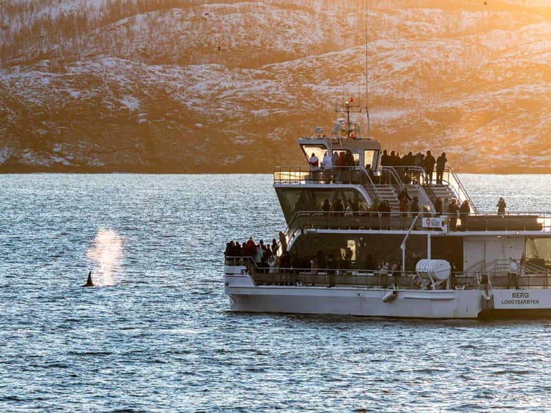Tromsø: Whale Watching Tour by Hybrid-Electric Boat - The return through Arctic light