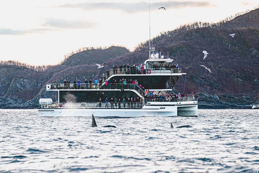 Tromsø: Whale Watching Tour by Hybrid-Electric Boat - The long run from Tromsø toward Skjervøy
