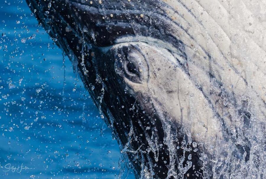 Tweed Heads: Whale Watching Boat Tour - Key points before you book