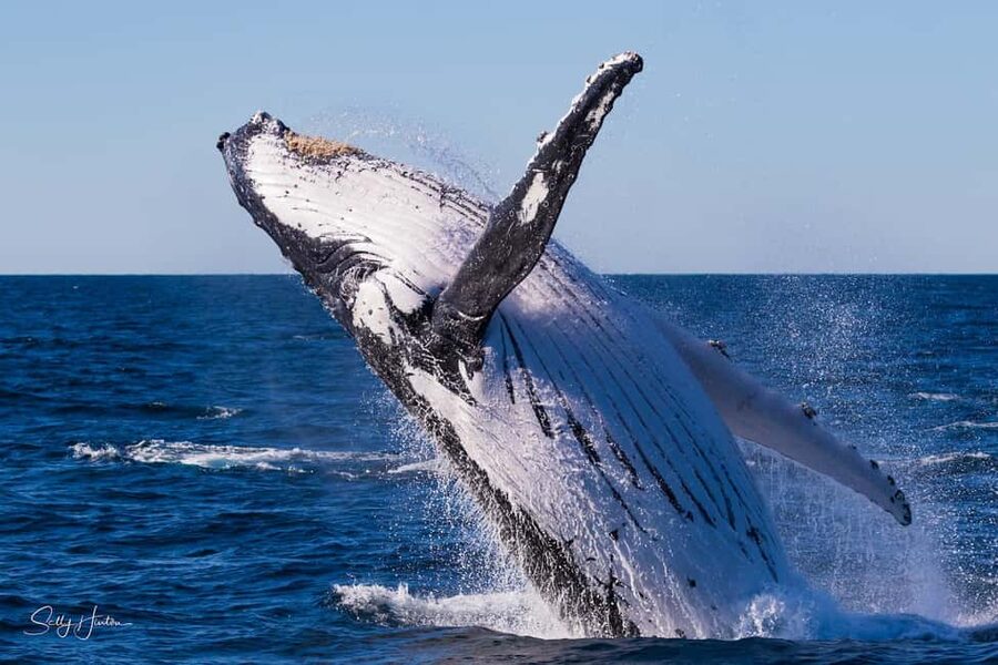 Tweed Heads: Whale Watching Boat Tour - Leaving Ivory Waterside Marina at 8:00am