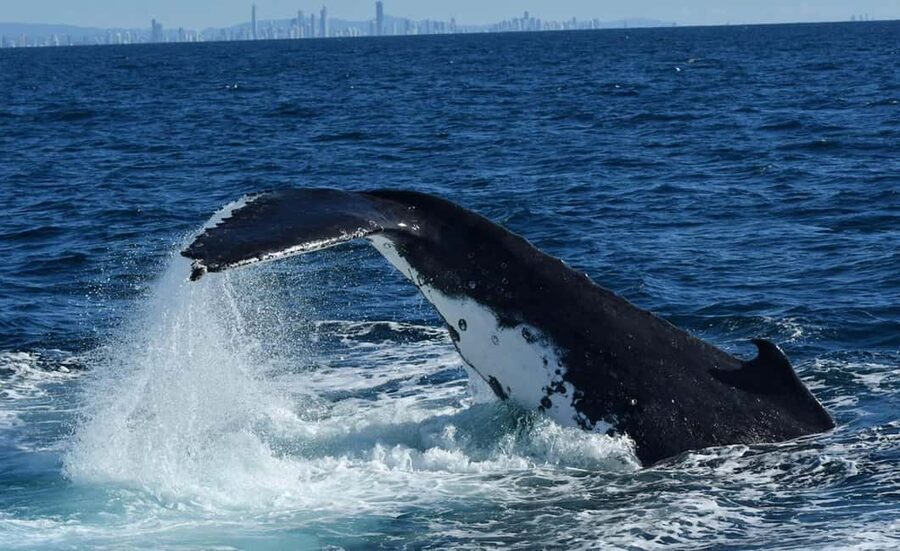 Tweed Heads: Whale Watching Boat Tour - What the whale watching is really like