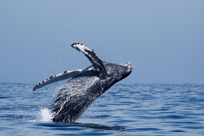 Two-Hour Luxury Whale Watching Tour from Oceanside - How likely are whales?
