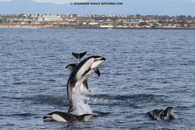 Two-Hour Luxury Whale Watching Tour from Oceanside - Food, drinks, and seasickness planning