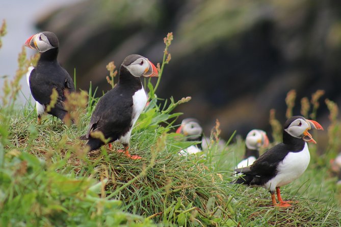 Two-In-One: Whale & Puffin Watching Tours from Reykjavik - Key points before you book