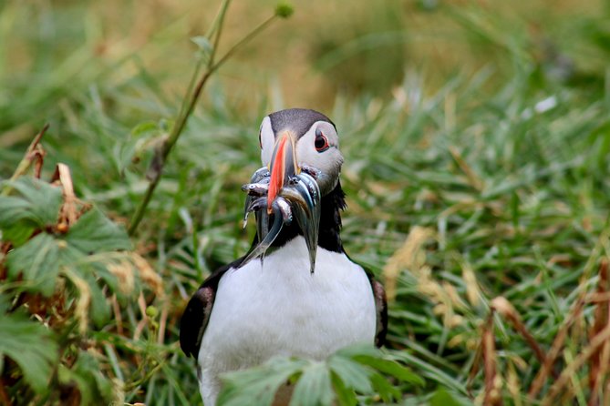 Two-In-One: Whale & Puffin Watching Tours from Reykjavik - Two boats, two very different wildlife trips
