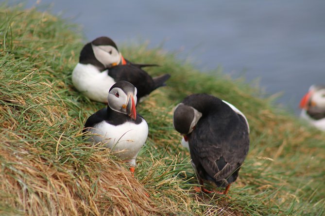 Two-In-One: Whale & Puffin Watching Tours from Reykjavik - Comfort in Icelandic weather