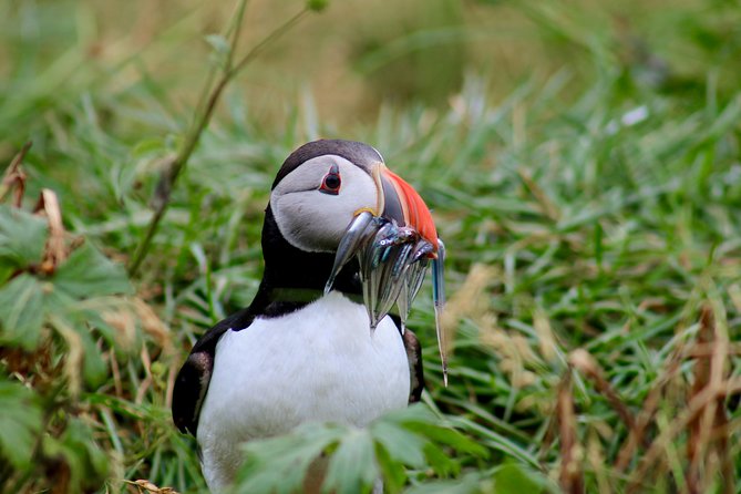 Two-In-One: Whale & Puffin Watching Tours from Reykjavik - Is the $140 price fair?