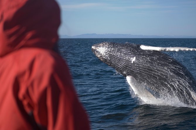 Two-In-One: Whale & Puffin Watching Tours from Reykjavik - Best time to take this tour