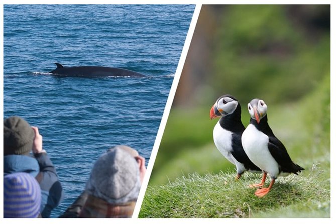 Two-In-One: Whale & Puffin Watching Tours from Reykjavik - Old Harbour gives you time to reset