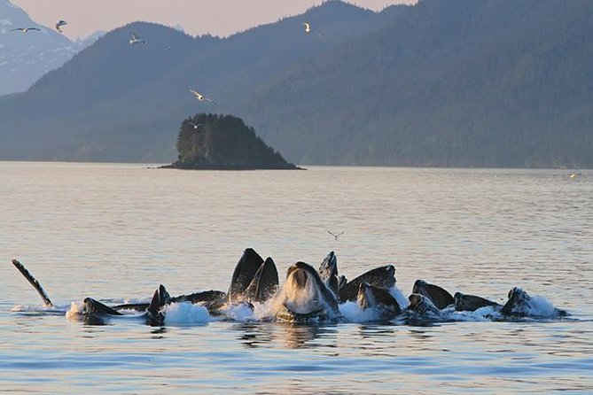 Ultimate Juneau Whale Watch and Mendenhall Glacier View - Key points to know before booking